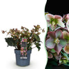 Green boutiQ - Tuinplant - Lenten Rose -Helleborus Angels Glow - Roze Bloem - Groenblijvend - Pot 19cm Hoogte 50cm