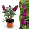 Green boutiQ - Tuinplant - Buddleja davidii Butterfly Candy Little Ruby - Vlinderstruik - Compact - Rood - 1 Plant - Pot 12cm - Hoogte 20-25cm