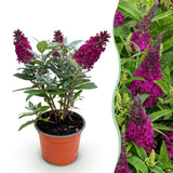 Green boutiQ - Tuinplant - Buddleja davidii Butterfly Candy Little Ruby - Vlinderstruik - Compact - Rood - 1 Plant - Pot 12cm - Hoogte 20-25cm