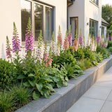 Green boutiQ - Vasteplant - Digitalis Tricolour - Vingerhoedskruid - Schaduw - Roze - Paars - Wit - 24 Planten - Pot 11cm - Hoogte 15-25cm