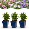 Green boutiQ - Vasteplant - Aster Tricolour - Zee Aster - Bijen en Vlinderlokkers - Paars - Roze - Wit - 24 Planten - Pot 11cm - Hoogte 15-25cm