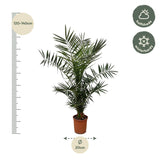 Phoenix Canariensis - 140 cm - Ø27cm