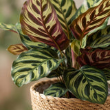 Green boutiQ - Kamerplant - Pauwenplant - Calathea Makoyana - Groen - Weinig onderhoud - 1 Plant - met Mand - Pot 19cm - Hoogte 70cm