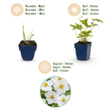 Green boutiQ - Vasteplant - Anemone hybr. Hon. Jobert - Herfst Anemoon - Schaduw - Wit - 3 Planten - Pot 11cm - Hoogte 15-25cm