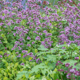 24x Origanum laevigatum 'Herrenhausen' - ↕10-25cm - Ø9cm