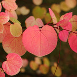 Green boutiQ - Tuinplant - Cercidiphyllum japonicum - Groen 1 Plant - Bladverliezend - Weinig Onderhoud - Pot 12cm Hoogte 35cm