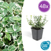 48x Euonymus fort. 'Emerald Gaiety' - ↕10-25cm - Ø9cm