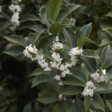Green boutiQ - Haagplanten - Osmathus burkwoodii - blad groen - 8 planten - 1 strekkende meter - groenblijvend - pot 9cm hoogte 25-30cm
