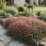 Green boutiQ - Vasteplant - Thymus praecox Red Carpet - KruipTijm - Geurend - Rood-Roze - 6 Planten - Pot 11cm - Hoogte 15-25cm