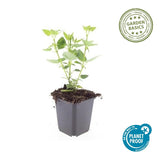 24x Agastache 'Blue Fortune' - ↕10-25cm - Ø9cm