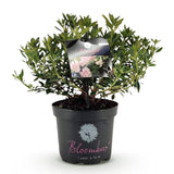 Green boutiQ - Dwerg Rhododendron - Rhododendron Bloombux Light Pink - Bloeiende Buxus - Weinig Onderhoud - Licht Roze Bloem - 1 Plant - Pot 23cm - Hoogte 45-55cm