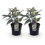 Green boutiQ - Tuinplant - Lenten Rose - Helleborus sternii Silver Dollar - GroeneBloem -2 Planten- Groenblijvend - Pot 14cm Hoogte 35cm
