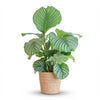 Calathea Orbifolia met Zeegras mand naturel - 65cm - Ø21