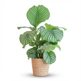 Calathea Orbifolia met Zeegras mand naturel - 65cm - Ø21