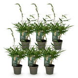 Green boutiQ - Bamboe - Fargesia robusta Pingwu - Bladhoudend - Niet Woekerend - Groen - 6 Planten - Pot 14cm - Hoogte 35cm