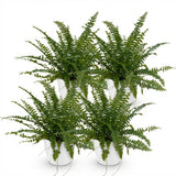 Green boutiQ - Kamerplant - Nephrolepsis exaltata Green Lady - Varen - Huisdiervriendelijke Plant - Groen - 4 Planten - met Potter Wit - Pot 12cm - Hoogte 25cm