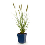 Green boutiQ - Grassen - Pennisetum alop. Hameln - Lampenpoetsergras - Met Pluim - Groen - 1 Plant - Pot 11cm - Hoogte 15-25cm