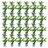 Green boutiQ - 24x Prunus laur. Rotundifolia - Laurierkers - Haagplanten - Groenblijvend - Groen - Pot 9cm - Hoogte 25-35cm