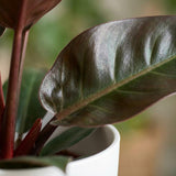 Green boutiQ - Kamerplant - Philodendron - Philodendron Imperial Red - Rood - Weinig onderhoud - 1 Plant - met Potter Wit - Pot 19cm - Hoogte 60cm