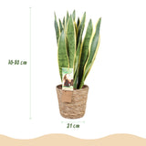 Green BoutiQ - Green is... Kamerplanten - Sansevieria Laurentii - Vrouwentong - Weinig onderhoud - met mand - Groen - 1 Plant - Pot 21cm - Hoogte 70-80cm
