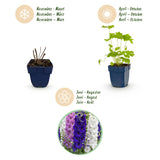 Green boutiQ - Vasteplant - Delphinium (P) Black Knight - Ridderspoor - Bijen en Vlinderlokkers - Paars - 6 Planten - Pot 11cm - Hoogte 15-25cm