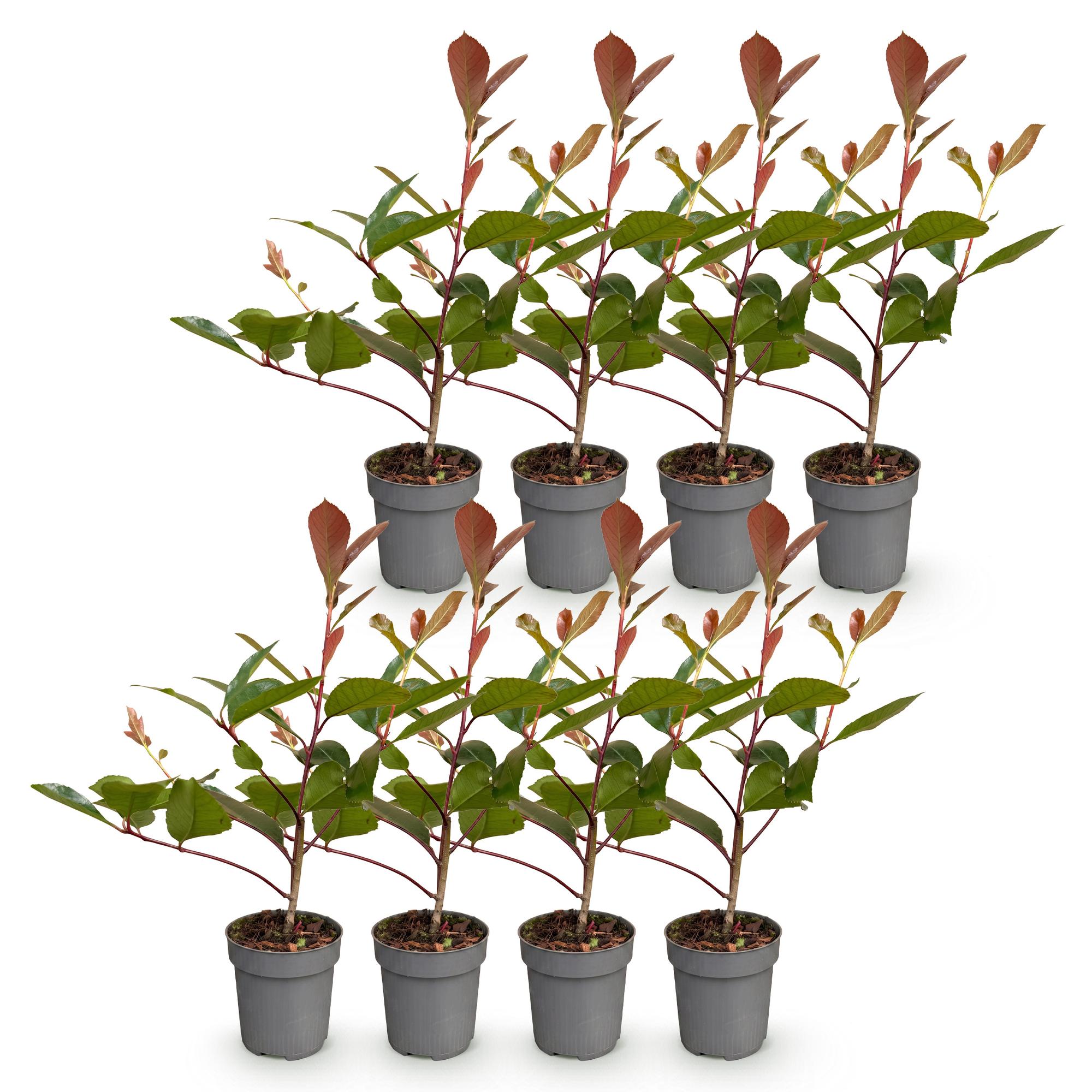 Green boutiQ - 8x Photinia fraseri Red Robin - Glansmispel - Haagplanten - Groenblijvend - Rood - Pot 9cm - Hoogte 25-35cm