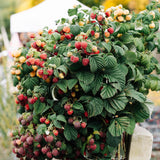 Green boutiQ - Fruitplant - Framboos - Rubus Mailing Promise- Rode Framboos - 2 planten -Pot 11cm Hoogte 40cm