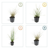 48x Pennisetum alopecuroides 'Hameln' - ↕10-25cm - Ø9cm