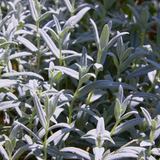 60x Cerastium tomentosum - ↕10-25cm - Ø9cm