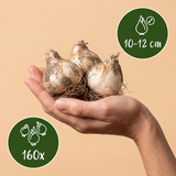 160x Allium Purple Rain - Sierui - Paars - Zomerbloeier - Bolmaat 10/12