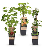 Green boutiQ - Fruitplant - Ribes-Rubes Mix - Tricolour - Winterhard - Rode Bes - Zwarte Braam - Gele Framboos - 3 Planten - Pot 15cm - Hoogte 50cm