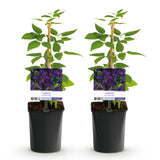 Green boutiQ - Klimplant - Clematis vit. Polish Spirit - Bloem Roze - Weinig onderhoud -2 planten -Pot 11cm Hoogte 40cm