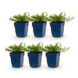 Green boutiQ - Vasteplant - Phlox Tricolour - Vlambloem - Bodembedekkend - Paars - Roze - Wit - 6 Planten - Pot 11cm - Hoogte 15-25cm