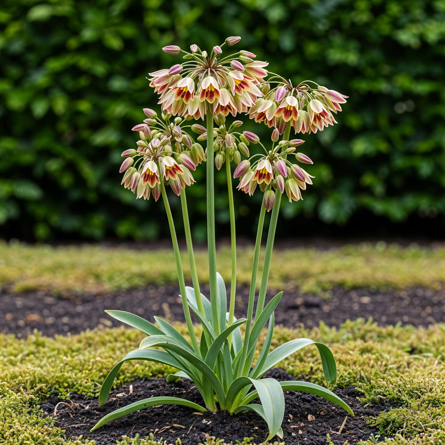 Alliumbollen Siculum — roze, 30 stuks (bolmaat 8/10)