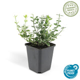 24x Euonymus fort. 'Emerald Gaiety' - ↕10-25cm - Ø9cm