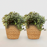 Green boutiQ - Kamerplant - Calissia repens - Kattengras - Huisdiervriendelijk - Groen - 2 Planten - met Mand - Pot 12cm - Hoogte 17-20cm