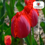 Tulpenbollen Masterpeace — rode kartelrandtulp, 20 stuks (maat 11/12)