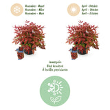Green boutiQ - Tuinplant - Nandina Blush Pink - Donker Roze - 2 Planten - Groenblijvend - Weinig Onderhoud - Pot 17cm Hoogte 40cm