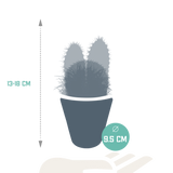 Cactus mix 8.5 cm - 3x - in witte pot