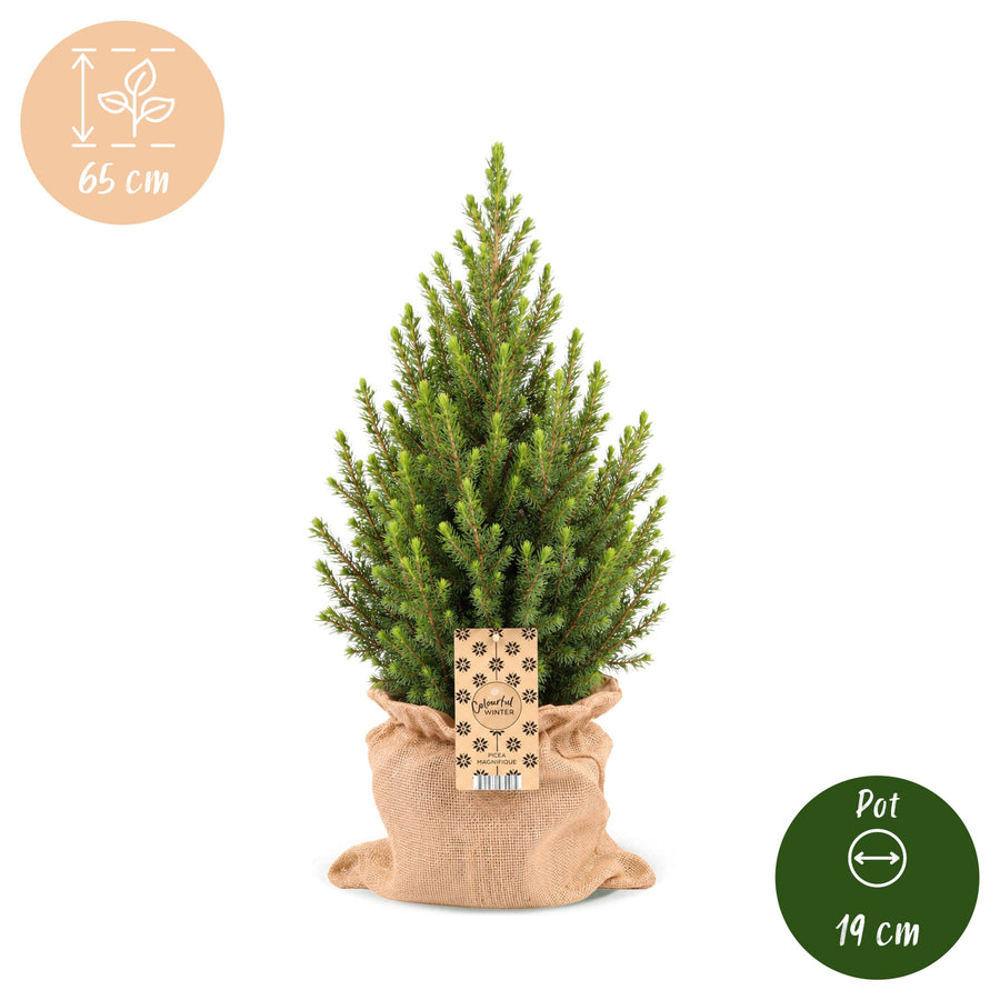 Kegelspar kerstboom – Pot Ø19 cm · 65 cm hoog · met jute zak (foto 5)