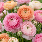 80x Ranunculus Pastel Mix - Pastelkleurige ranonkel - D - Zomerbloeier - Bolmaat 5/6