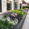 Green boutiQ - Borderpakket - Bodembedekkend - 24 Vaste planten - 3 m2 - Diversen kleuren - Weinig Onderhoud - Pot 11cm