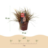 Green boutiQ - Siergrassen - Uncinia rubra Everflame- Rood - 4 Planten - Bladhoudend - Weinig Onderhoud - Pot 17cm Hoogte 50cm