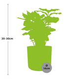 Coffea Arabica in ELHO b.for soft rond 14cm brique