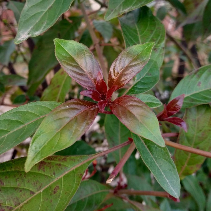 Cornus alba Kesselringii – 45 cm hoog (foto 5)