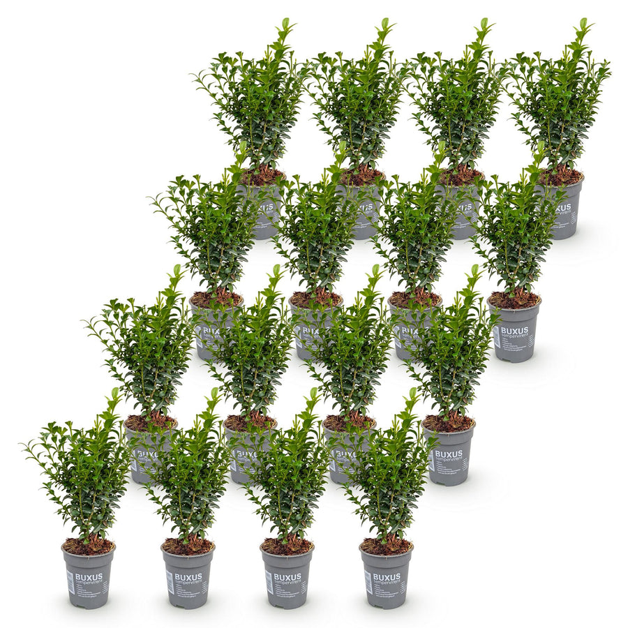 Buxus sempervirens — Palmboompjehaag, 16 stuks, 20-25 cm