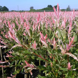 2x - Salix Flamingo - Ø23cm - ↕140-160cm