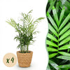 Green boutiQ - Kamerplant - Chamaedorea elegans - Goudpalm - Huisdiervriendelijke Plant - Groen - 4 Planten - met Mand - Pot 12cm - Hoogte 15cm