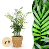 Green boutiQ - Kamerplant - Chamaedorea elegans - Goudpalm - Huisdiervriendelijke Plant - Groen - 4 Planten - met Mand - Pot 12cm - Hoogte 15cm