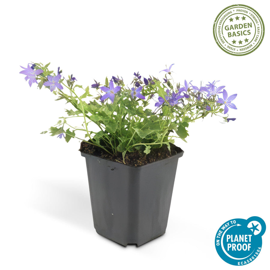 Campanula poscharskyana 'Stella' – 12 planten · pot Ø9 cm · 10-25 cm hoog (foto 3)